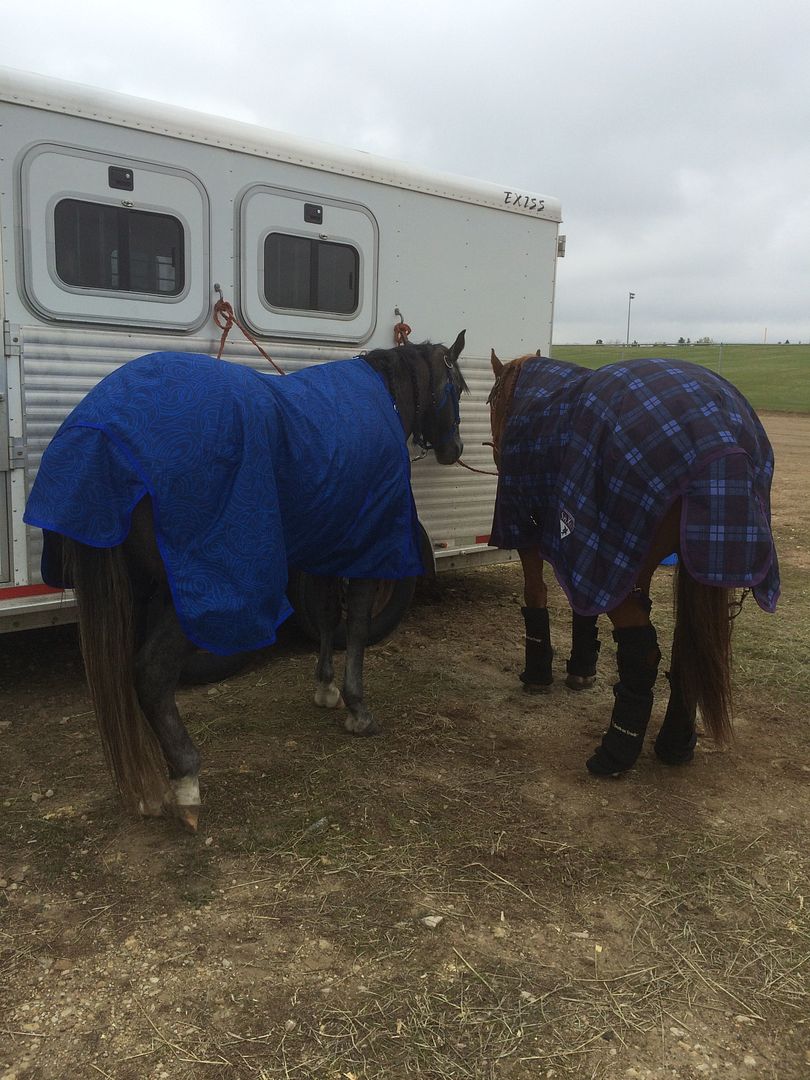 Arthritis & Hock Boots The Horse Forum